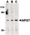 Autophagy Related 7 antibody, PA5-20173, Invitrogen Antibodies, Western Blot image 