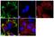 Keratin 8 antibody, MA5-12281, Invitrogen Antibodies, Immunofluorescence image 