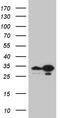 Translin antibody, TA809193S, Origene, Western Blot image 