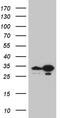 TSN antibody, TA809193S, Origene, Western Blot image 