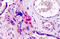 GATA Binding Protein 3 antibody, MBS244830, MyBioSource, Immunohistochemistry frozen image 