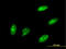 TEA Domain Transcription Factor 3 antibody, LS-C198322, Lifespan Biosciences, Immunofluorescence image 