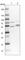 Kaptin, Actin Binding Protein antibody, HPA041796, Atlas Antibodies, Western Blot image 