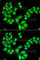 Aladin WD Repeat Nucleoporin antibody, A6427, ABclonal Technology, Immunofluorescence image 