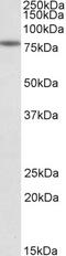 Malate Dehydrogenase 1 antibody, 43-263, ProSci, Enzyme Linked Immunosorbent Assay image 