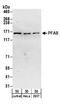 FGAM synthase antibody, A304-218A, Bethyl Labs, Western Blot image 