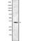 Olfactory Receptor Family 10 Subfamily K Member 1 antibody, abx217343, Abbexa, Western Blot image 