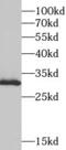 SURF1 Cytochrome C Oxidase Assembly Factor antibody, FNab08399, FineTest, Western Blot image 