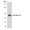 Adenosine A2a Receptor antibody, LS-C200094, Lifespan Biosciences, Western Blot image 