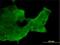 Ring-Box 1 antibody, H00009978-B01P, Novus Biologicals, Immunofluorescence image 