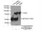 Protein Kinase C Delta antibody, 14188-1-AP, Proteintech Group, Immunoprecipitation image 