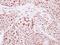 TFIIIC90 antibody, LS-C155584, Lifespan Biosciences, Immunohistochemistry paraffin image 