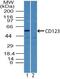 Interleukin 3 Receptor Subunit Alpha antibody, PA5-23460, Invitrogen Antibodies, Western Blot image 