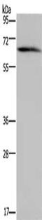 Neutrophil Cytosolic Factor 2 antibody, CSB-PA793109, Cusabio, Western Blot image 