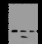 Secretion Associated Ras Related GTPase 1A antibody, 200750-T36, Sino Biological, Western Blot image 