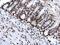Histone Cluster 4 H4 antibody, NBP2-42862, Novus Biologicals, Immunohistochemistry frozen image 