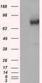 GLGB antibody, TA500801, Origene, Western Blot image 