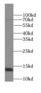 GABA Type A Receptor Associated Protein Like 2 antibody, FNab03278, FineTest, Western Blot image 