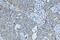 Keratin 5 antibody, M00398-6, Boster Biological Technology, Immunohistochemistry paraffin image 