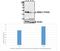 Mitogen-Activated Protein Kinase Kinase 2 antibody, GTX66729, GeneTex, Western Blot image 