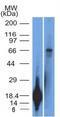 Tripartite Motif Containing 29 antibody, M04472, Boster Biological Technology, Western Blot image 