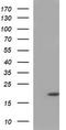 Group XVI phospholipase A2 antibody, TA506908, Origene, Western Blot image 