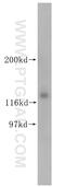 Kirre Like Nephrin Family Adhesion Molecule 3 antibody, 18055-1-AP, Proteintech Group, Western Blot image 