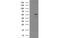 PNMA Family Member 3 antibody, MBS832735, MyBioSource, Western Blot image 