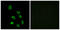Olfactory Receptor Family 5 Subfamily K Member 1 antibody, LS-C120893, Lifespan Biosciences, Immunofluorescence image 