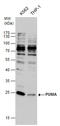 BCL2 Binding Component 3 antibody, GTX109675, GeneTex, Western Blot image 