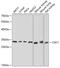 Chloride Intracellular Channel 1 antibody, 22-159, ProSci, Western Blot image 