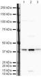 WD Repeat Domain 77 antibody, PA5-19806, Invitrogen Antibodies, Western Blot image 