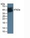 Isocitrate Dehydrogenase (NADP(+)) 1, Cytosolic antibody, LS-C663753, Lifespan Biosciences, Western Blot image 
