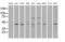 RAD9 Checkpoint Clamp Component A antibody, MA5-24924, Invitrogen Antibodies, Western Blot image 