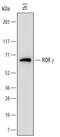 TOR antibody, MAB61092, R&D Systems, Western Blot image 