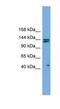 Isoleucyl-TRNA Synthetase antibody, NBP1-55357, Novus Biologicals, Western Blot image 