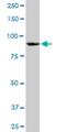 Heterogeneous Nuclear Ribonucleoprotein U antibody, H00003192-M03, Novus Biologicals, Western Blot image 