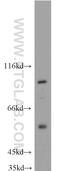 Mitogen-Activated Protein Kinase Kinase Kinase Kinase 2 antibody, 55244-1-AP, Proteintech Group, Western Blot image 