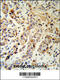 Keratin 13 antibody, 62-415, ProSci, Immunohistochemistry paraffin image 