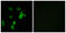 KN motif and ankyrin repeat domain-containing protein 2 antibody, LS-C119729, Lifespan Biosciences, Immunofluorescence image 