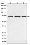 Succinate Dehydrogenase Complex Flavoprotein Subunit A antibody, M01753, Boster Biological Technology, Western Blot image 