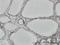 Heterogeneous Nuclear Ribonucleoprotein M antibody, H00004670-M03, Novus Biologicals, Immunohistochemistry frozen image 
