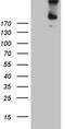 Fms Related Tyrosine Kinase 4 antibody, LS-C798976, Lifespan Biosciences, Western Blot image 
