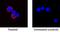 Interleukin 2 antibody, AF1890, R&D Systems, Immunocytochemistry image 
