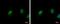 Cyclin Dependent Kinase 6 antibody, PA5-77910, Invitrogen Antibodies, Immunofluorescence image 