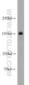 Latent Transforming Growth Factor Beta Binding Protein 1 antibody, 22065-1-AP, Proteintech Group, Western Blot image 