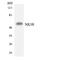 Tachykinin Receptor 3 antibody, LS-C200270, Lifespan Biosciences, Western Blot image 