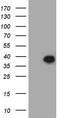 Family With Sequence Similarity 151 Member B antibody, CF811466, Origene, Western Blot image 