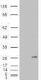 Insulin Like Growth Factor Binding Protein 6 antibody, LS-B3965, Lifespan Biosciences, Western Blot image 