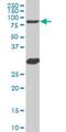 MYB Proto-Oncogene Like 2 antibody, H00004605-M03, Novus Biologicals, Western Blot image 